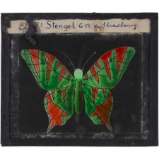Papillon : Rouge et vert