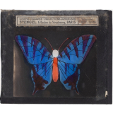 Papillon : Bleu