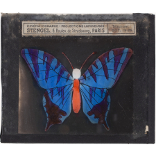 Papillon : Bleu