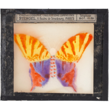 Papillon : Multicolore