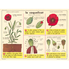 Tableaux de sciences. Lecons de choses. N°43 : Le coquelicot / N°44 : La cerise.