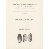 Anatomie botanique : grain de blé