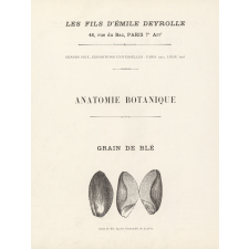 Anatomie botanique : grain de blé