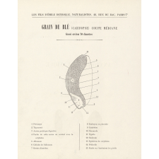 Anatomie botanique : grain de blé