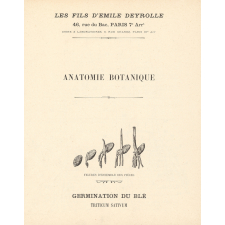Anatomie botanique : germination du blé