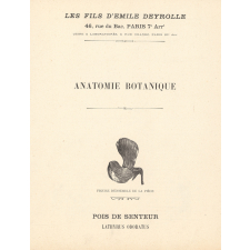 Anatomie botanique : pois de senteur
