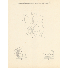 Anatomie botanique : pois de senteur