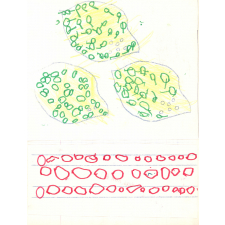Cahier n°1