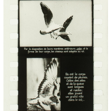 Les Oiseaux des bois et des champs.