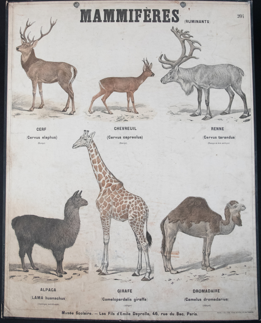 Mammifères : Ruminants : 204