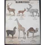 Mammifères : Ruminants : 204