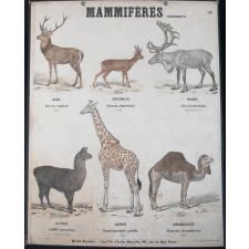 Mammifères : Ruminants : 204