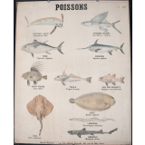 Poissons : 217