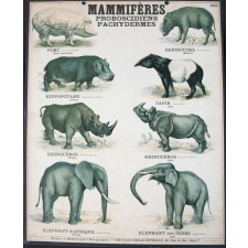 Mammifères : Proboscidiens Pachydermes : 206
