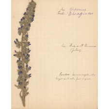 Herbier