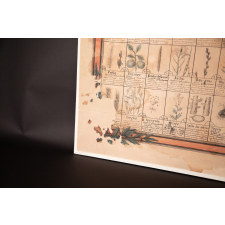 Herbier de plantes utiles à connaître, plantes agricoles, plantes vénéneuses, plantes médicinales