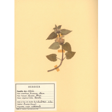 Herbier