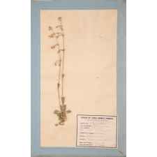 Herbier de l'École Normale Primaire d'Instituteurs de Chartres. N°4.