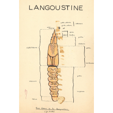 Langoustine