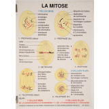 La mitose