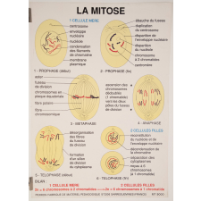 La mitose