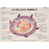 La cellule animale