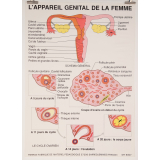 L' appareil génital de la femme