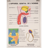 L' appareil génital de l'homme