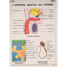 L' appareil génital de l'homme