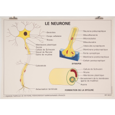Le neurone