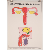 Les appareil génitaux humains