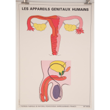 Les appareil génitaux humains
