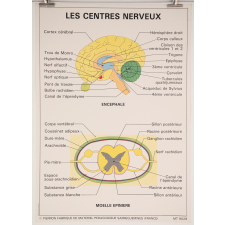 Les centres nerveux