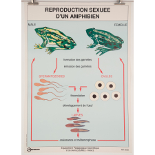 Reproduction sexuée d'un amphibien