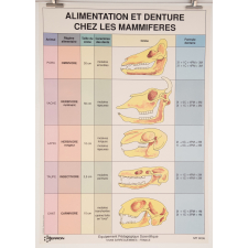 Alimentation et denture chez les mammifères
