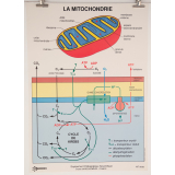 La mitochondrie