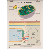 Le chloroplaste