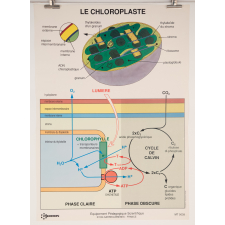 Le chloroplaste
