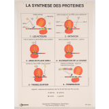 La synthèse des protéines