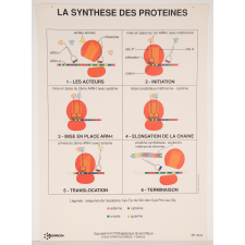 La synthèse des protéines