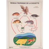 Réseau trophique de la chouette