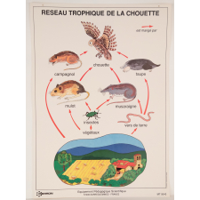 Réseau trophique de la chouette