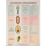 Les micro-organismes