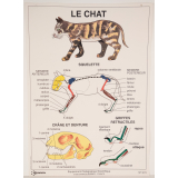 Le chat