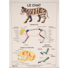 Le chat