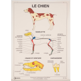 Le chien