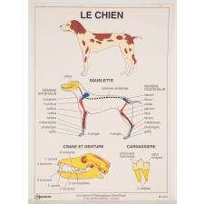 Le chien