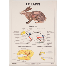 Le lapin