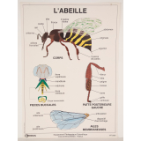 L' abeille