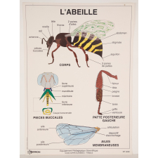 L' abeille